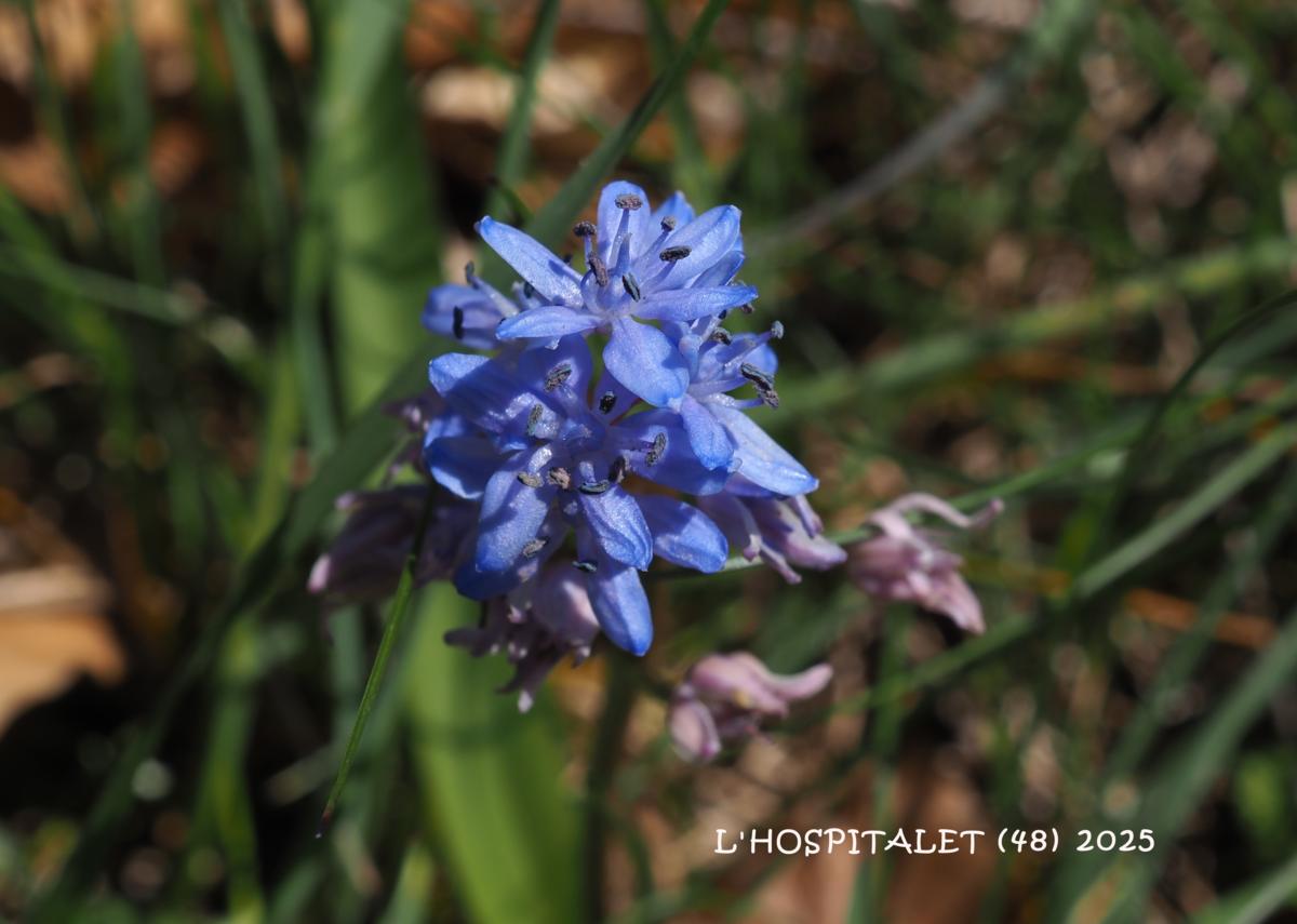 Squill, Alpine flower